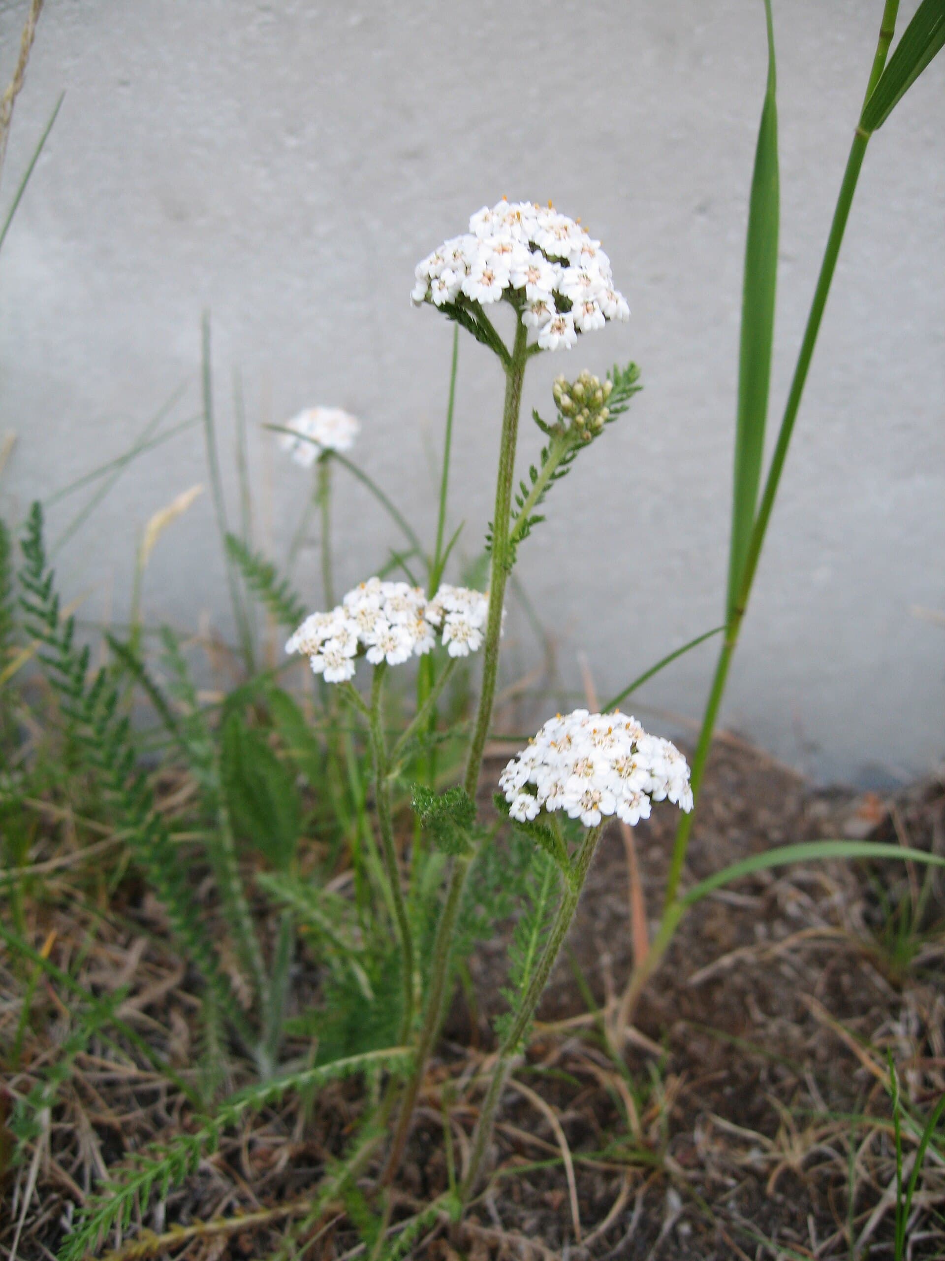 بومادران — Achillea millefolium