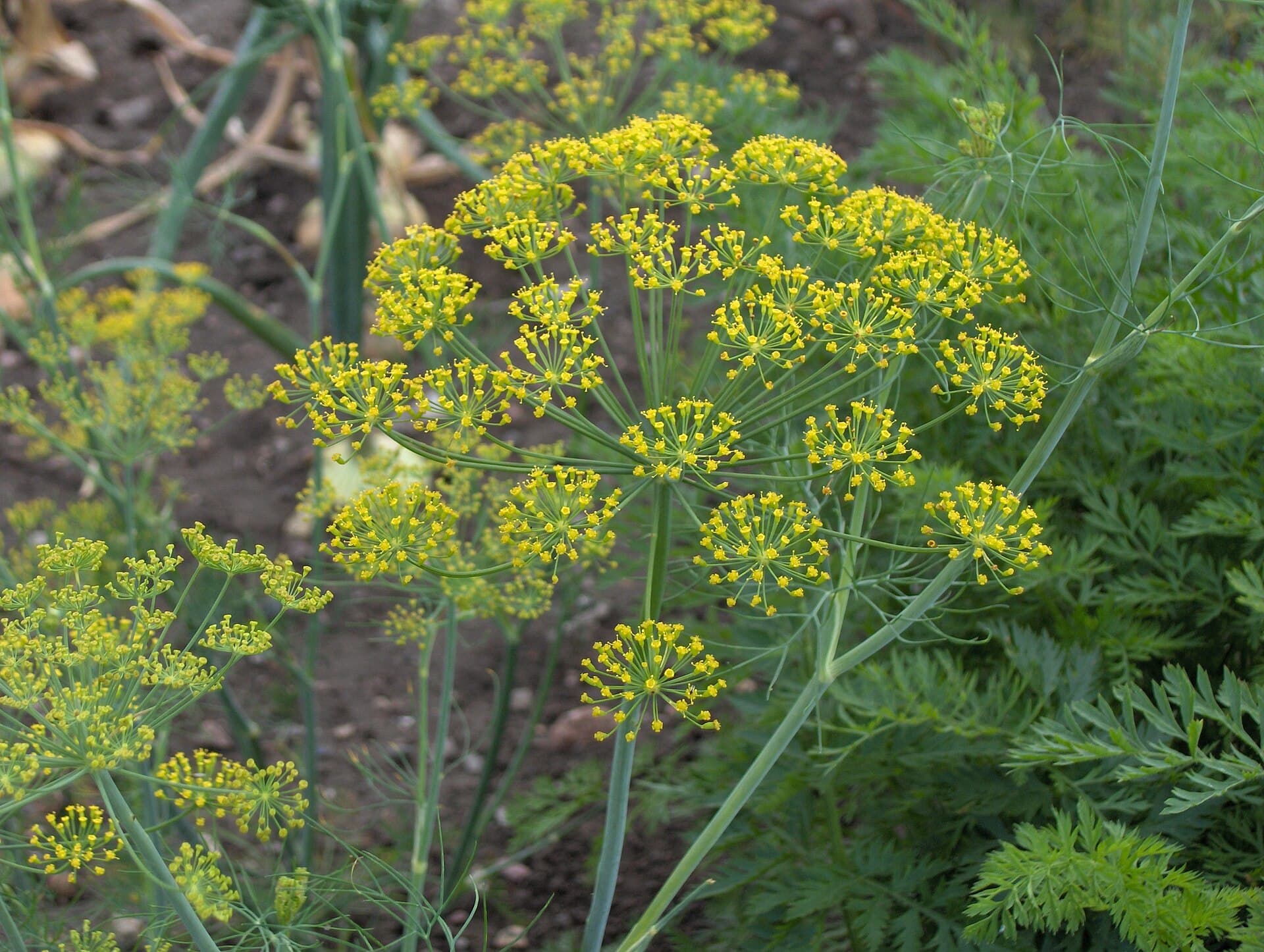 شوید — Anethum graveolens