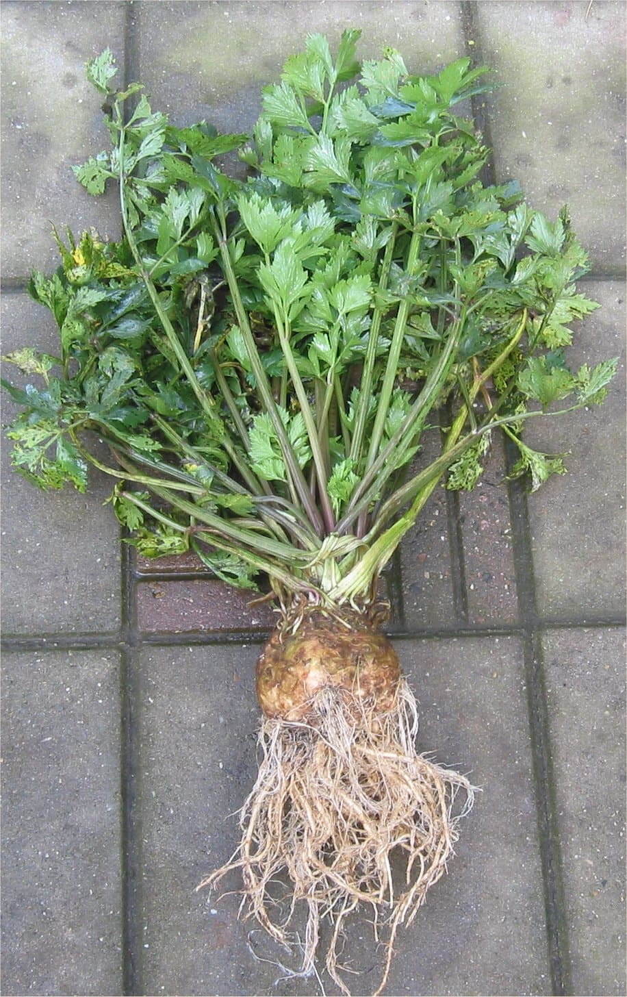 کرفس — Apium graveolens