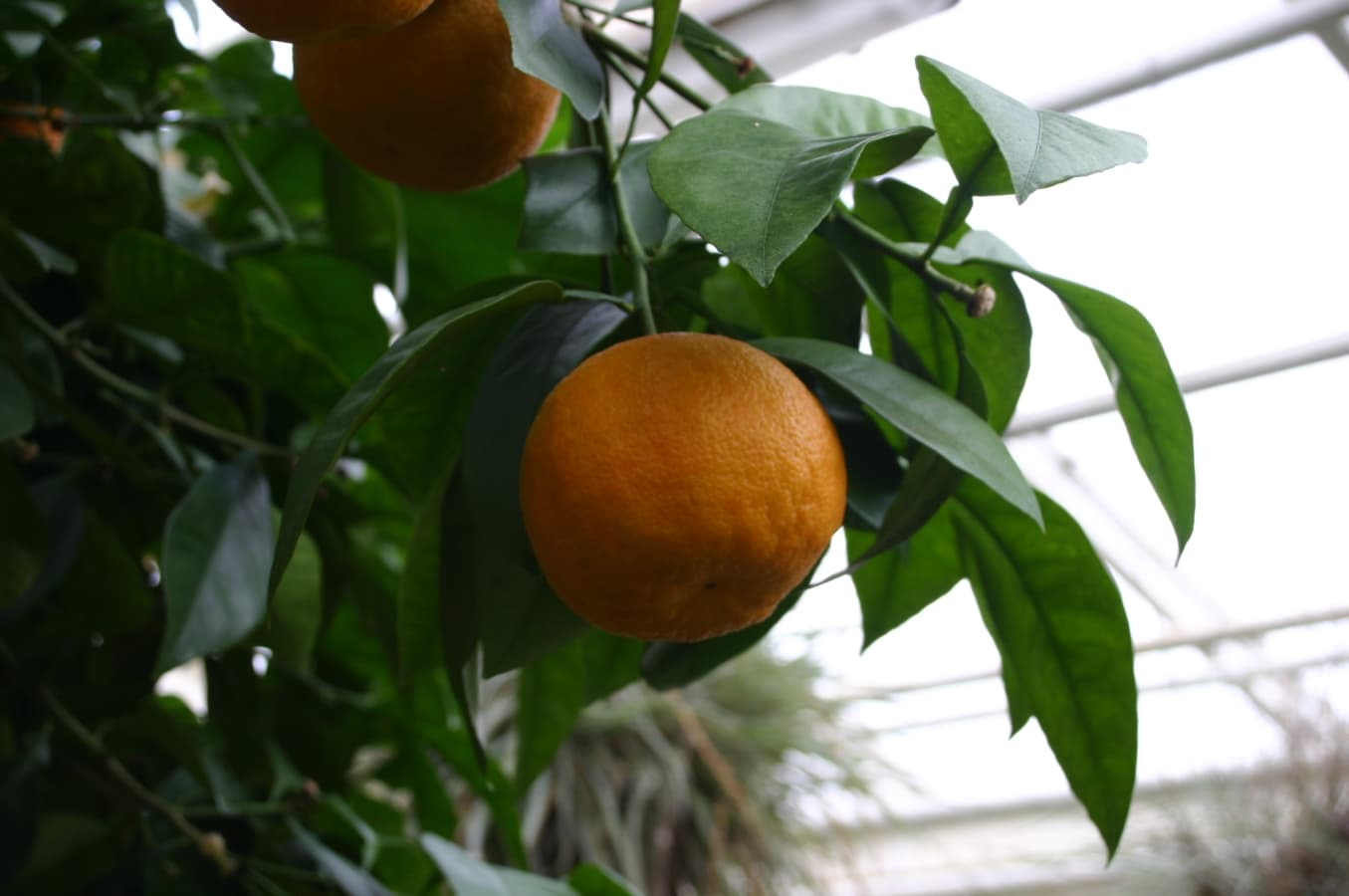 بهارنارنج — Citrus aurantium