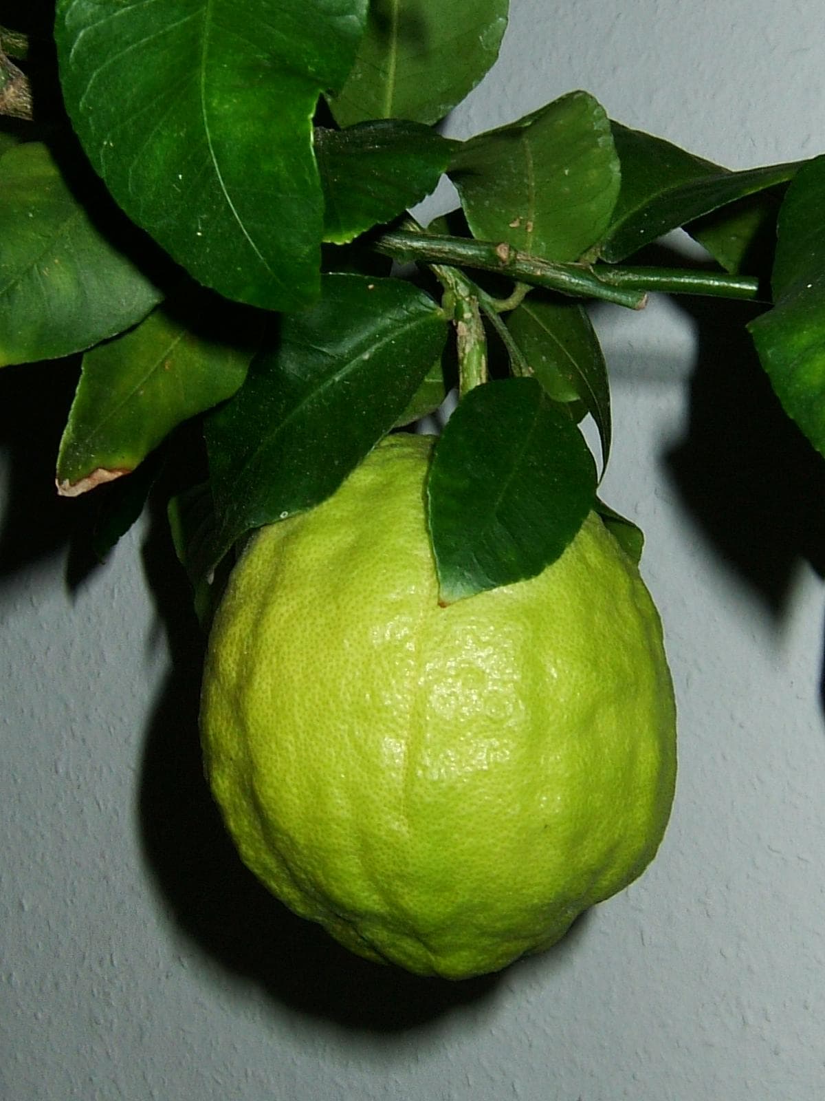 اترج — Citrus medica