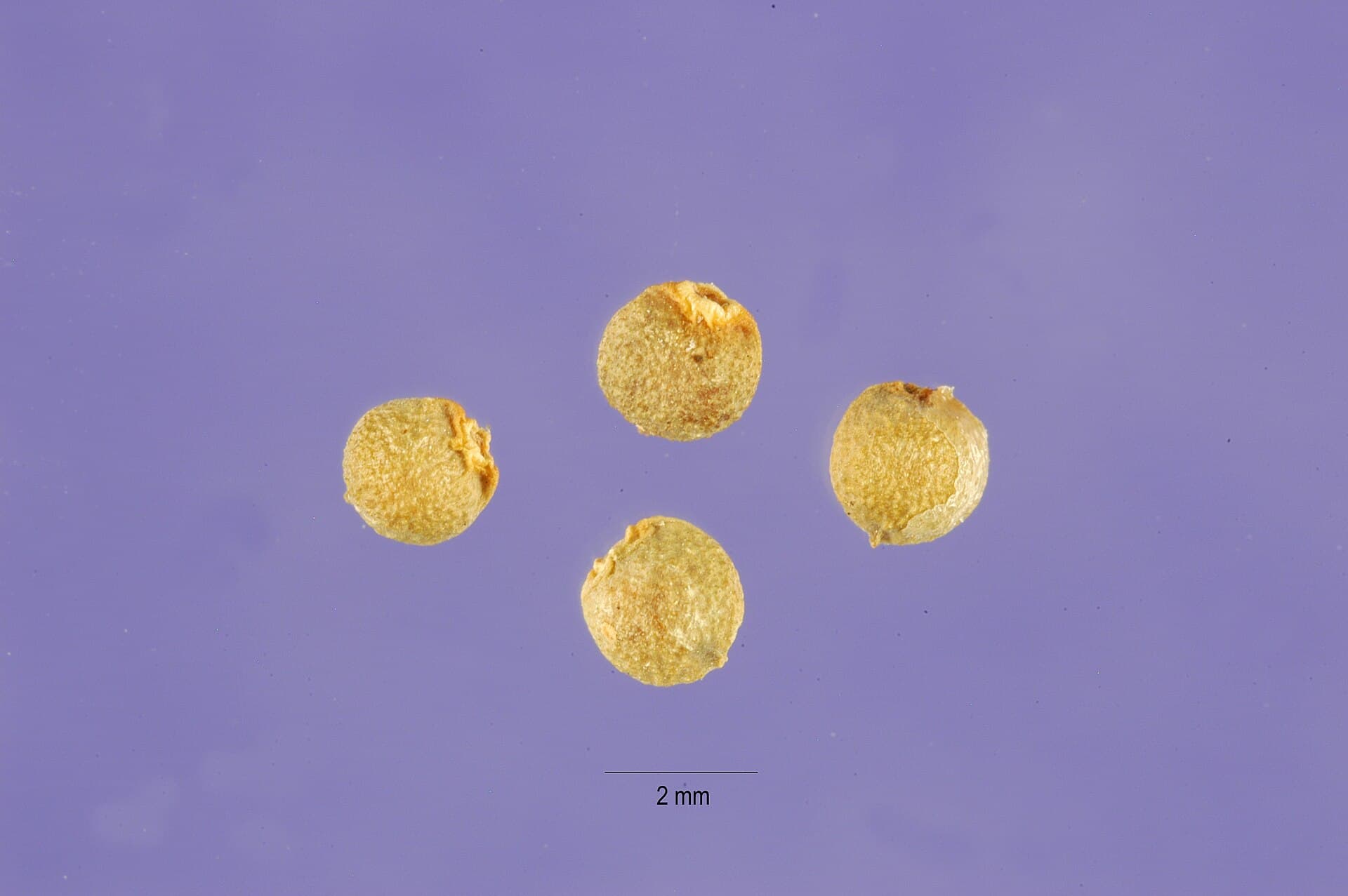 شاهتره — Fumaria parviflora