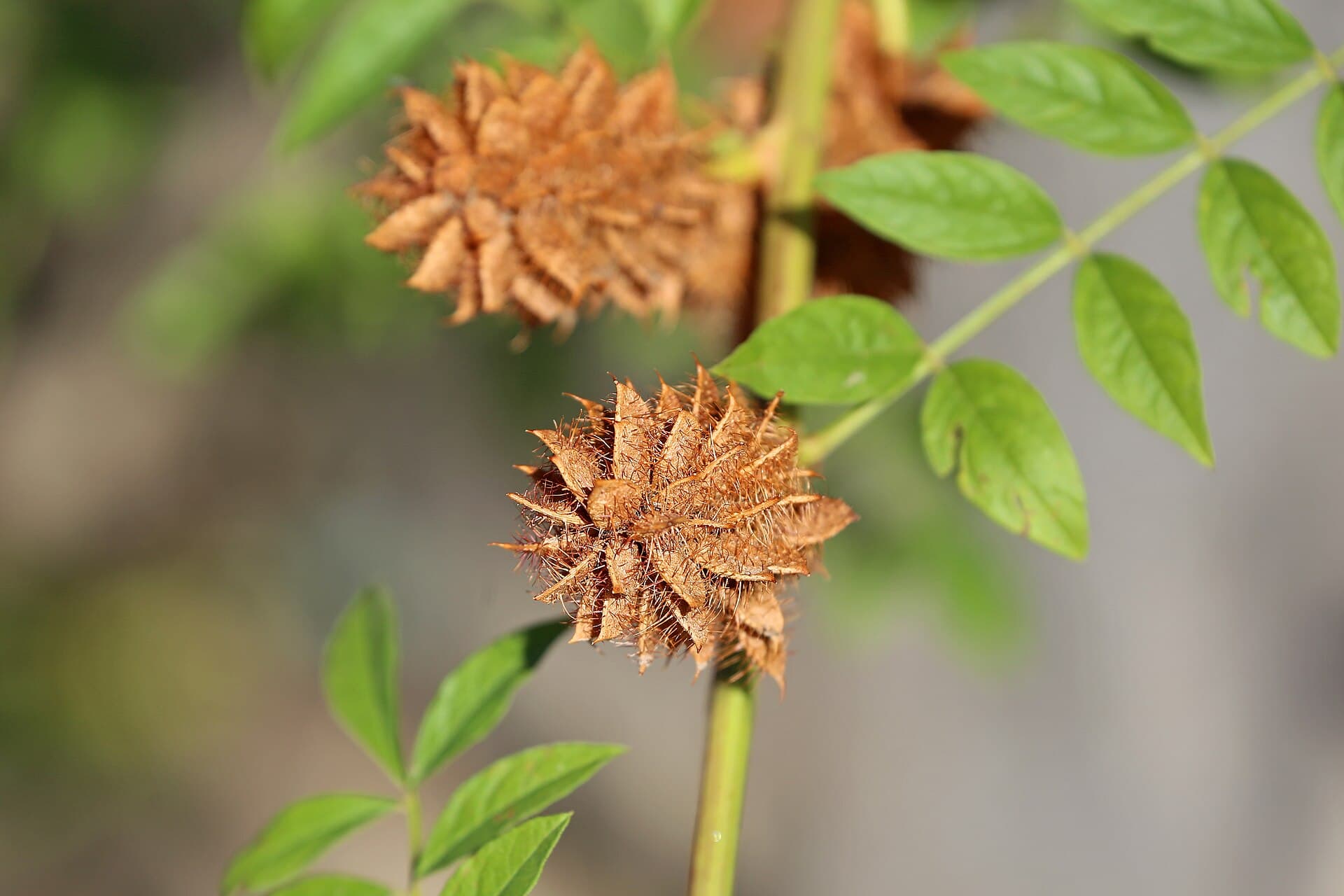 شیرین‌بیان — Glycyrrhiza glabra