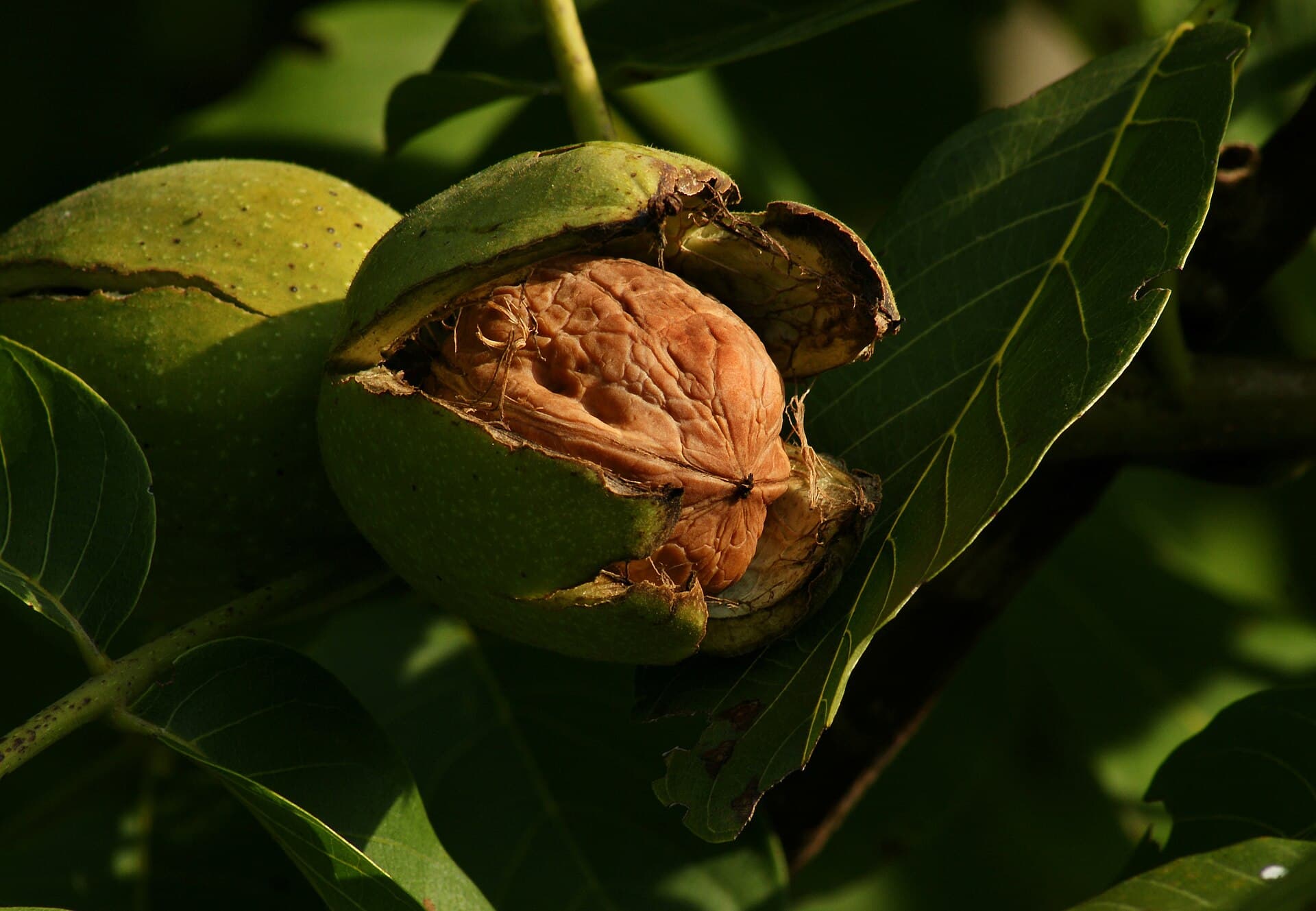 برگ گردو — Juglans regia