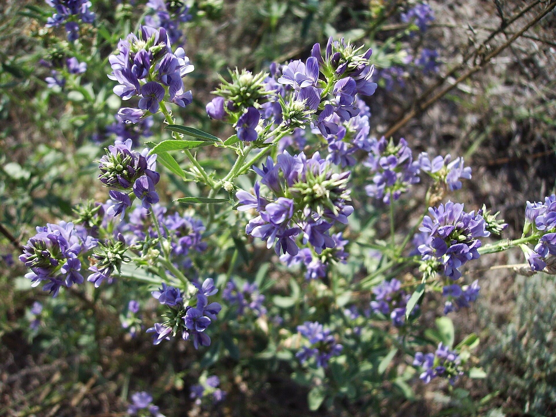 یونجه — Medicago sativa