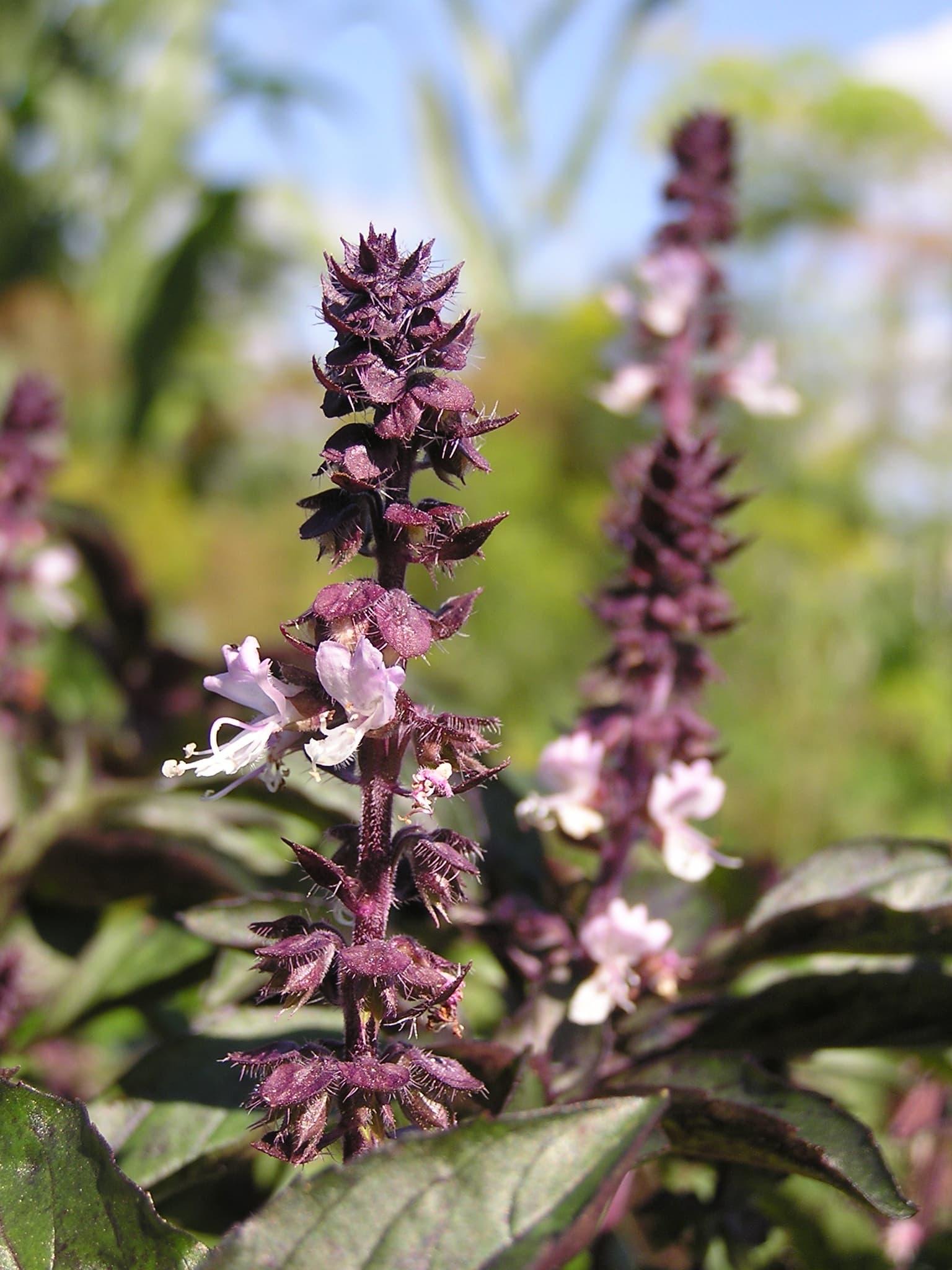 شاه‌اسپرم — Ocimum basilicum