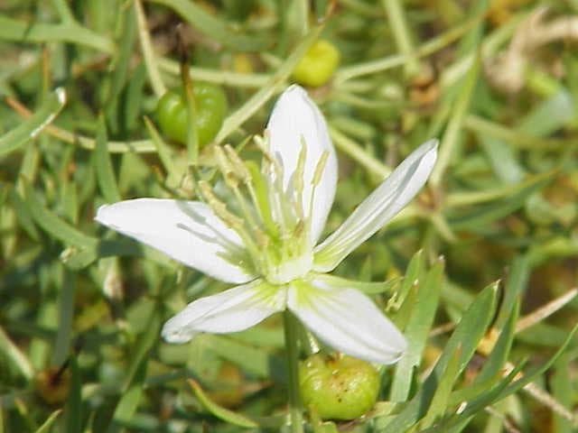 اسفند — Peganum harmala