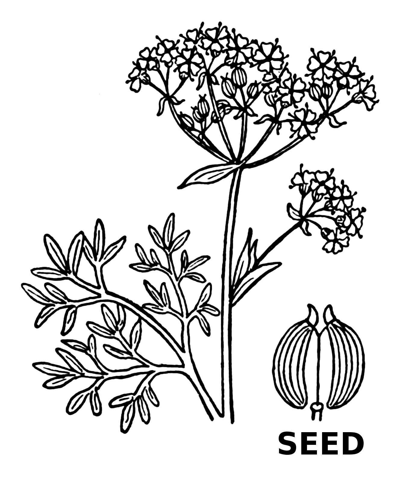 انیسون — Pimpinella anisum