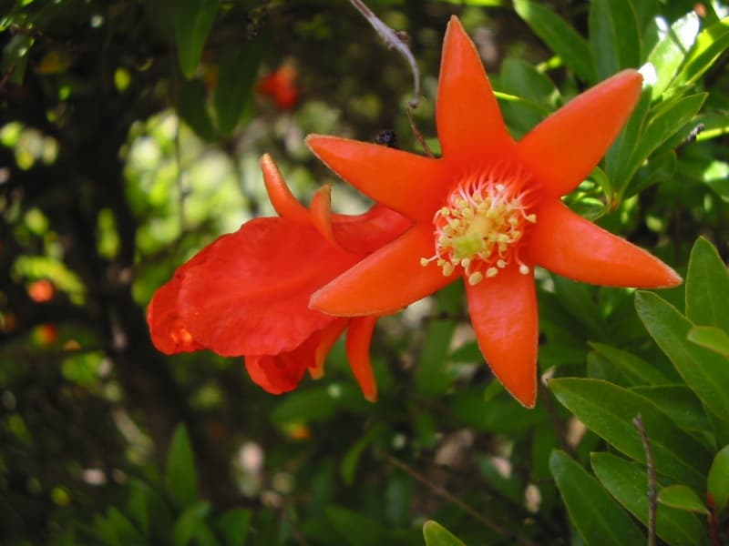 انار — Punica granatum