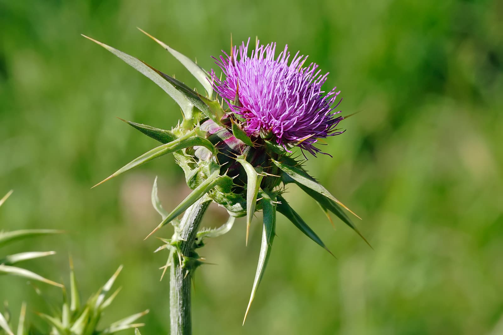 خارمریم — Silybum marianum