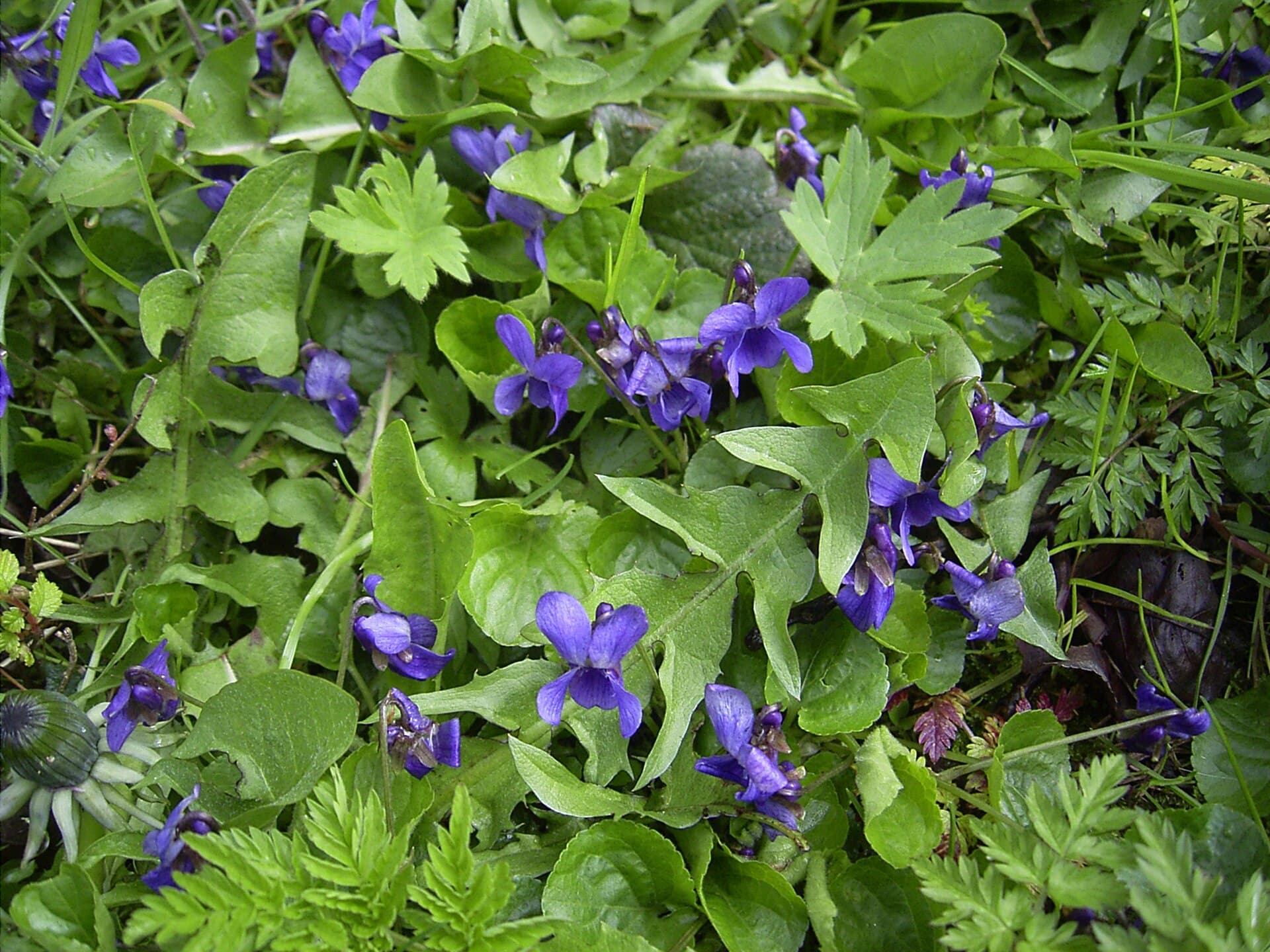 بنفشه — Viola odorata