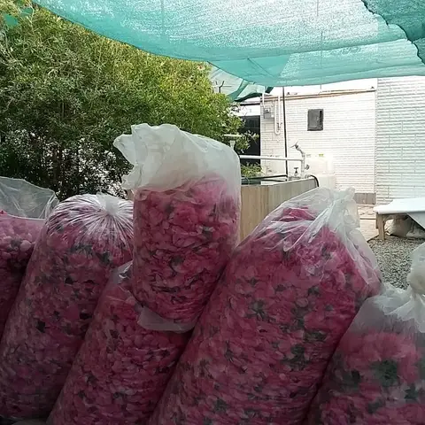 همزمان با عید سعید فطر کارگاه گلابگیری دیاوا  آخرین روز گلابگیری سال 97 را پشت س