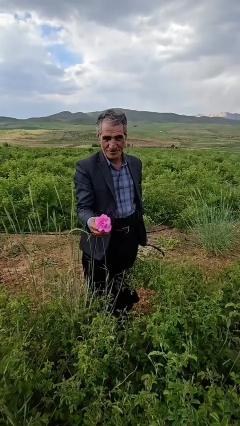 دیاوا