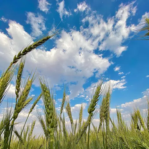 🌾

بوی نان از لابه لای گندم زار به گوش میرسد...
.
@diava.boomgardi 🌱

📲: @lib