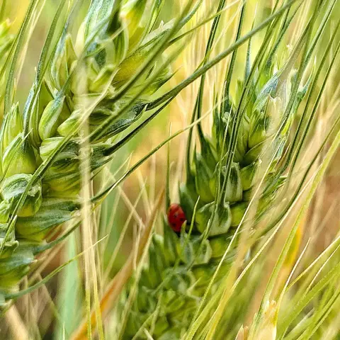 🌾
زمین ادامه دستی است
که به گندم میرسد
.
گندم زارهای زیبای ده آباد🌾
.
@diava.b