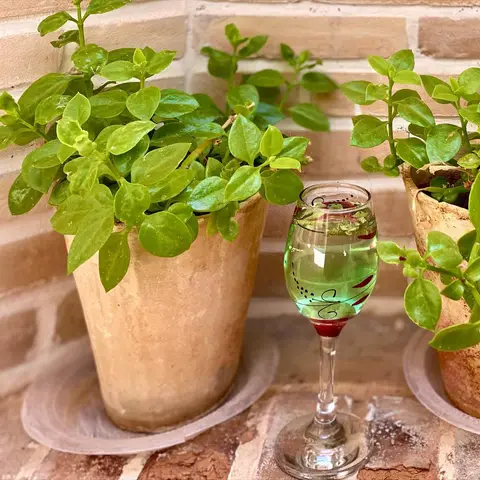 .
شربت نعناء دیاوا🍹🌱
.

این شربت خاصیت آنتی‌بیوتیکی دارد بنابراین عفونت‎‎‎‎‌ها