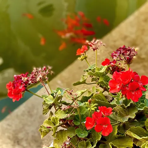 🌺🍃
.

ماهی قرمز رنگ
می درخشد در آب
.
بینم او را هر دم
نزد خود یا در خواب
.
باخ