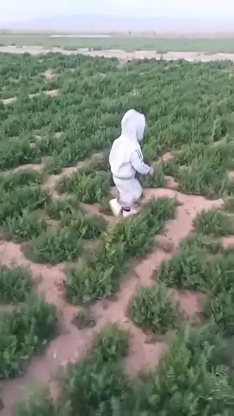 دیاوا