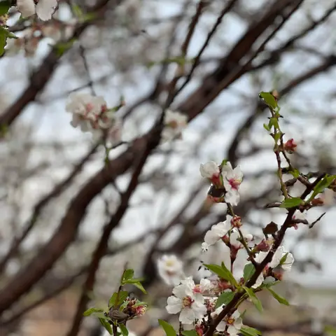 🌸🍃

الهی بهار شود 
دلم به دستان مهربان تو،،،
.
@diava.boomgardi 🌸🍃
.
Foto by