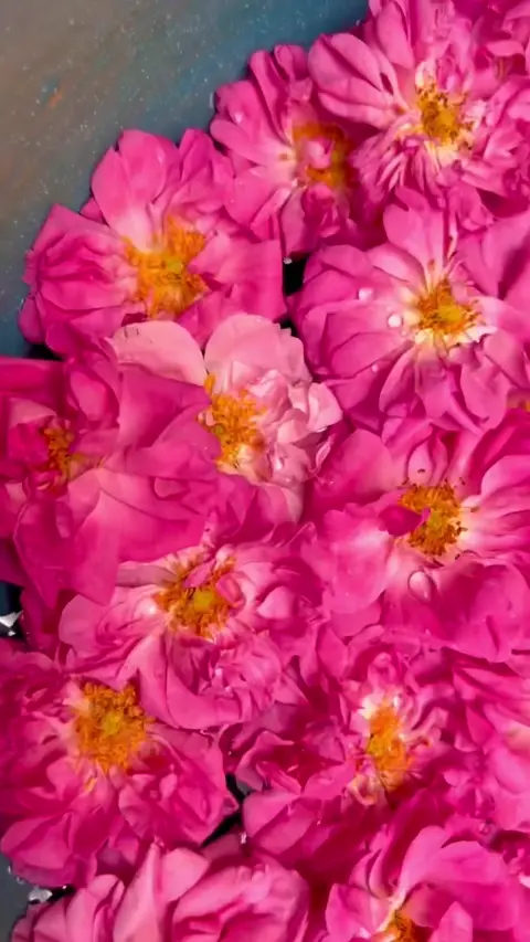 🌸🌸🌸
.
.

جان می گیریم، 

اگر که بخشد ساقی
بر من دو سه جرعه از ایاق شله زرد
عا