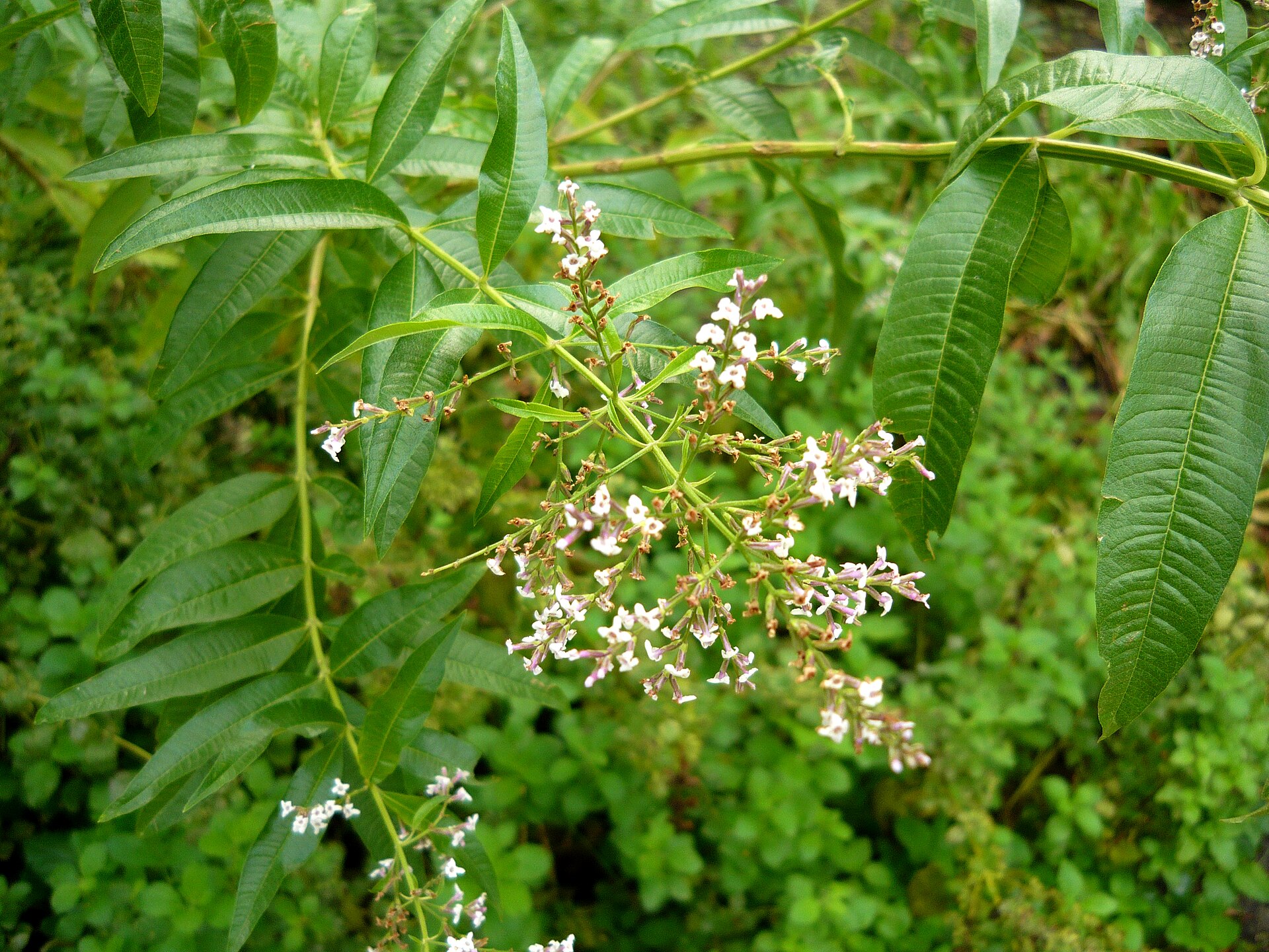 به‌لیمو (Lemon verbena) — Aloysia citrodora