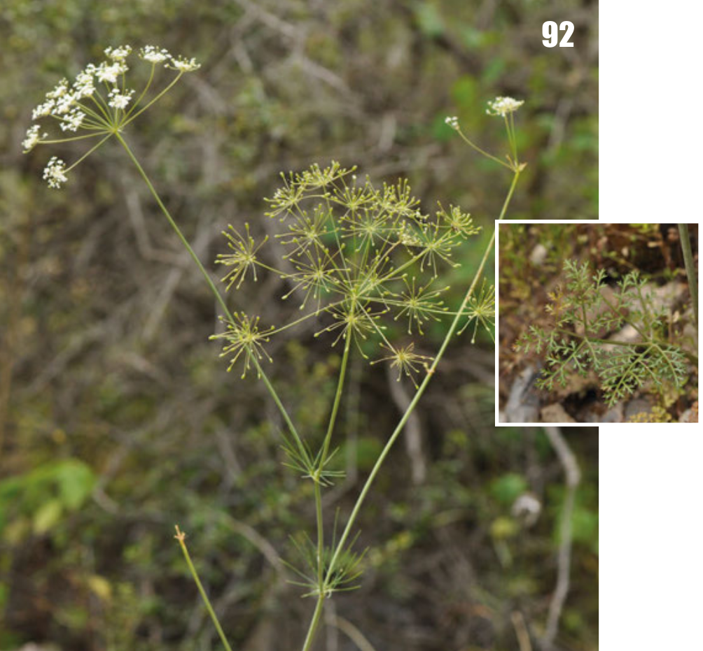 زیرهٔ سیاه (Persian black cumin) — Bunium persicum