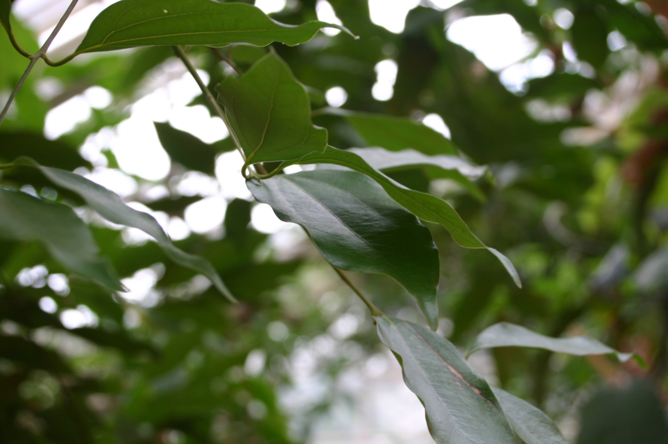 دارچین (Cinnamon) — Cinnamomum verum