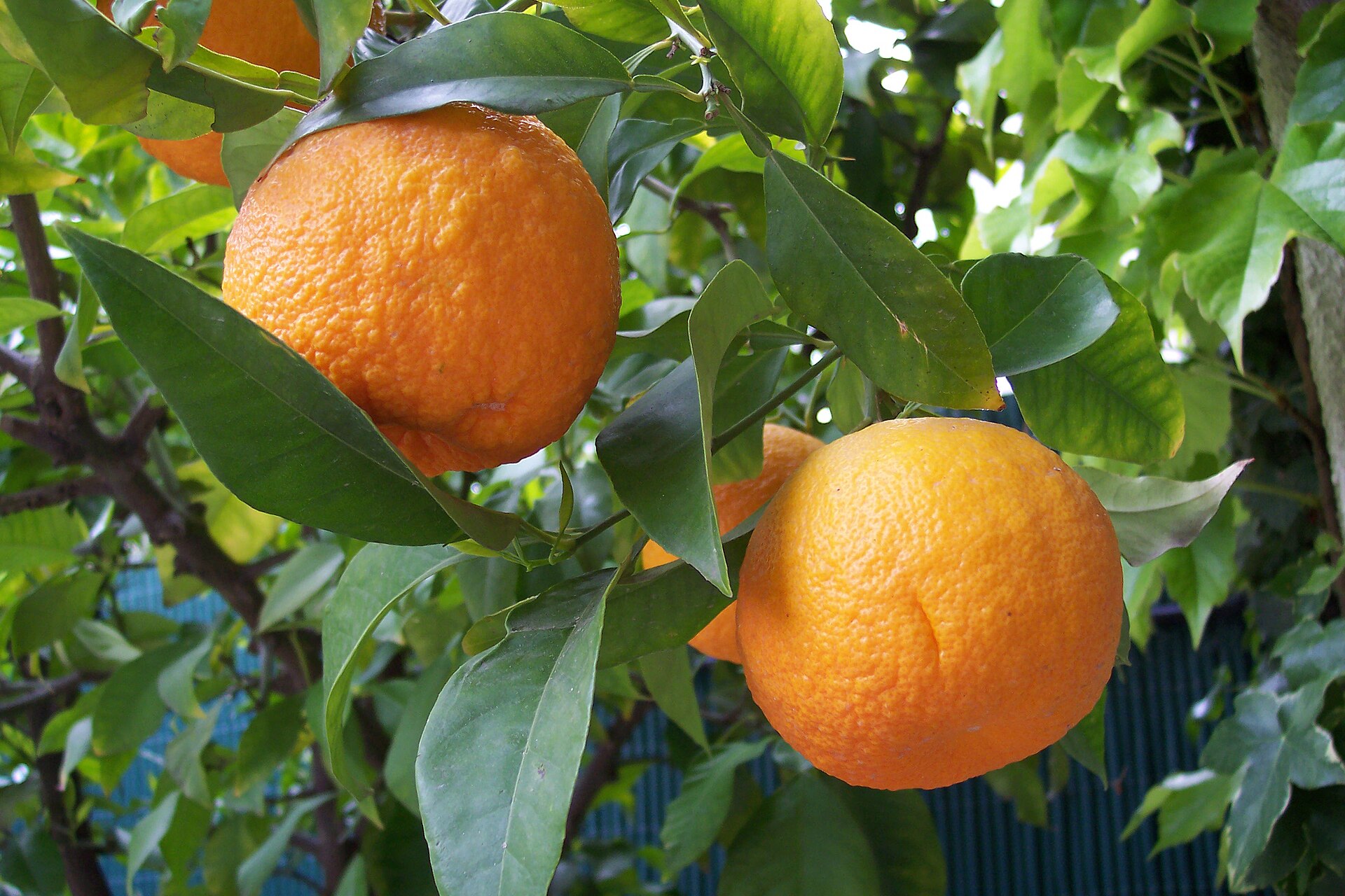 بهارنارنج (Bitter orange blossom) — Citrus aurantium