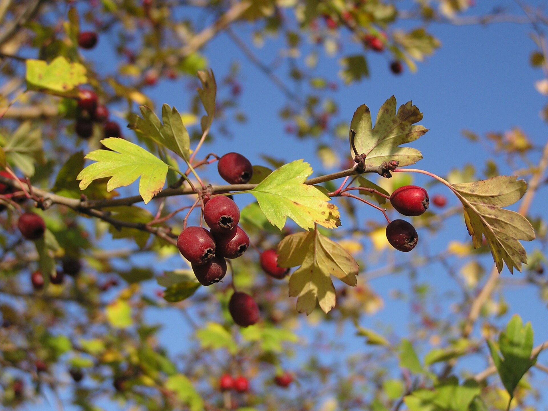 کیالک (Hawthorn) — Crataegus