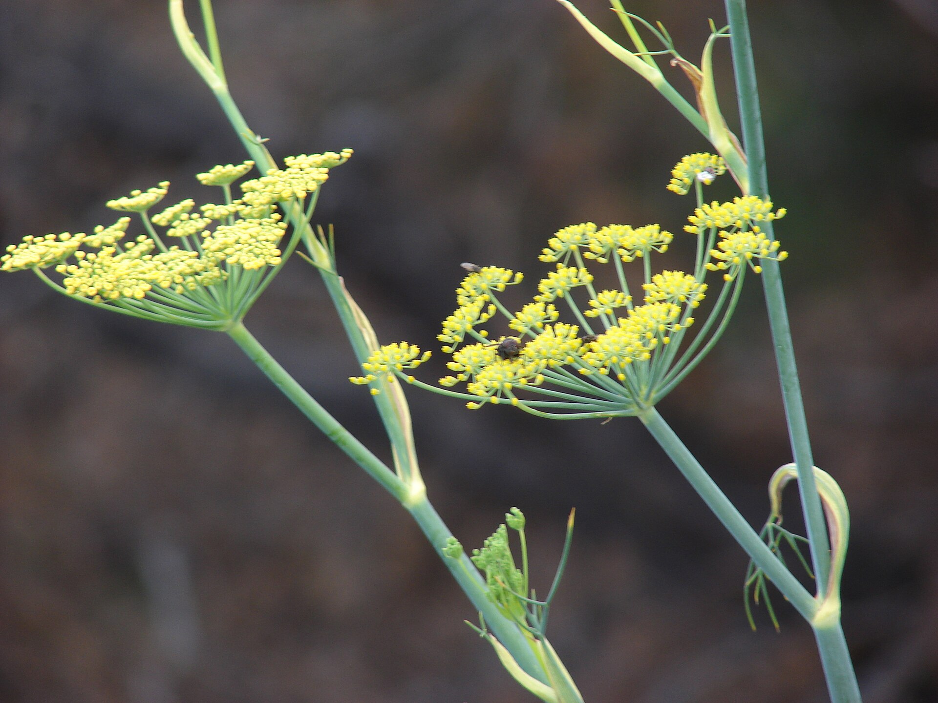 رازیانه (Fennel) — Foeniculum vulgare