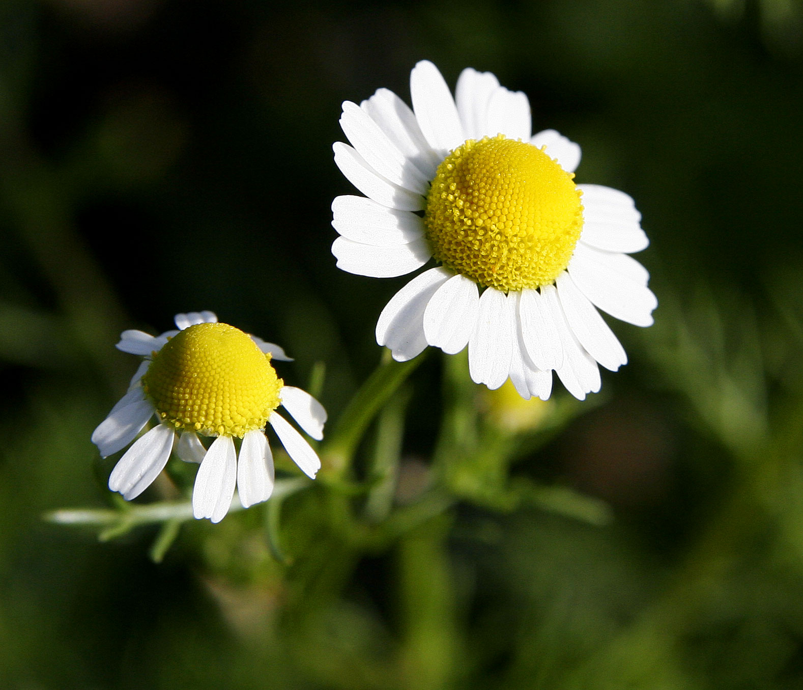 بابونه (German chamomile) — Matricaria chamomilla