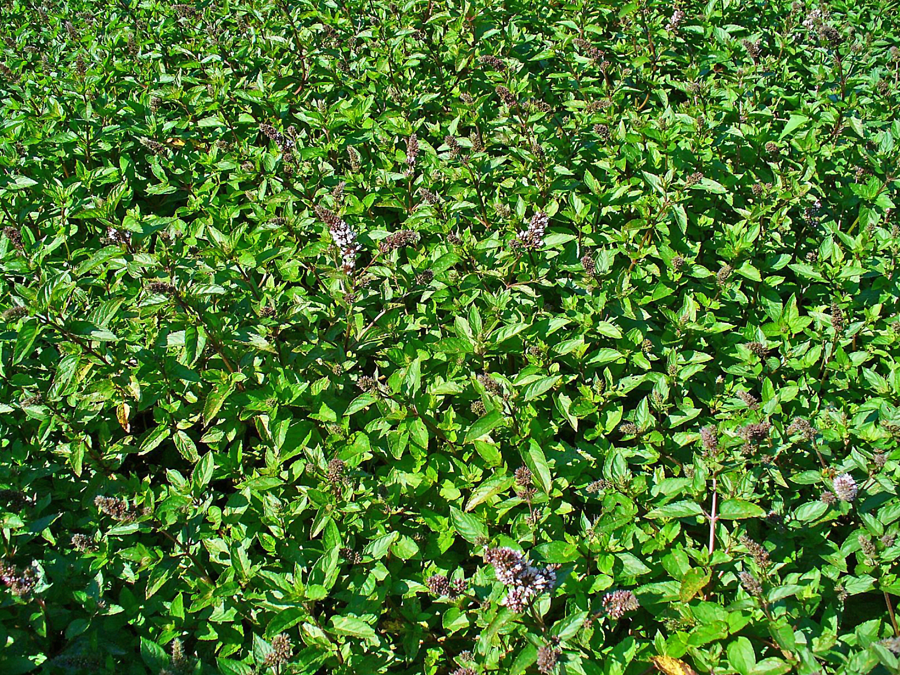 نعناع (Peppermint) — Mentha × piperita
