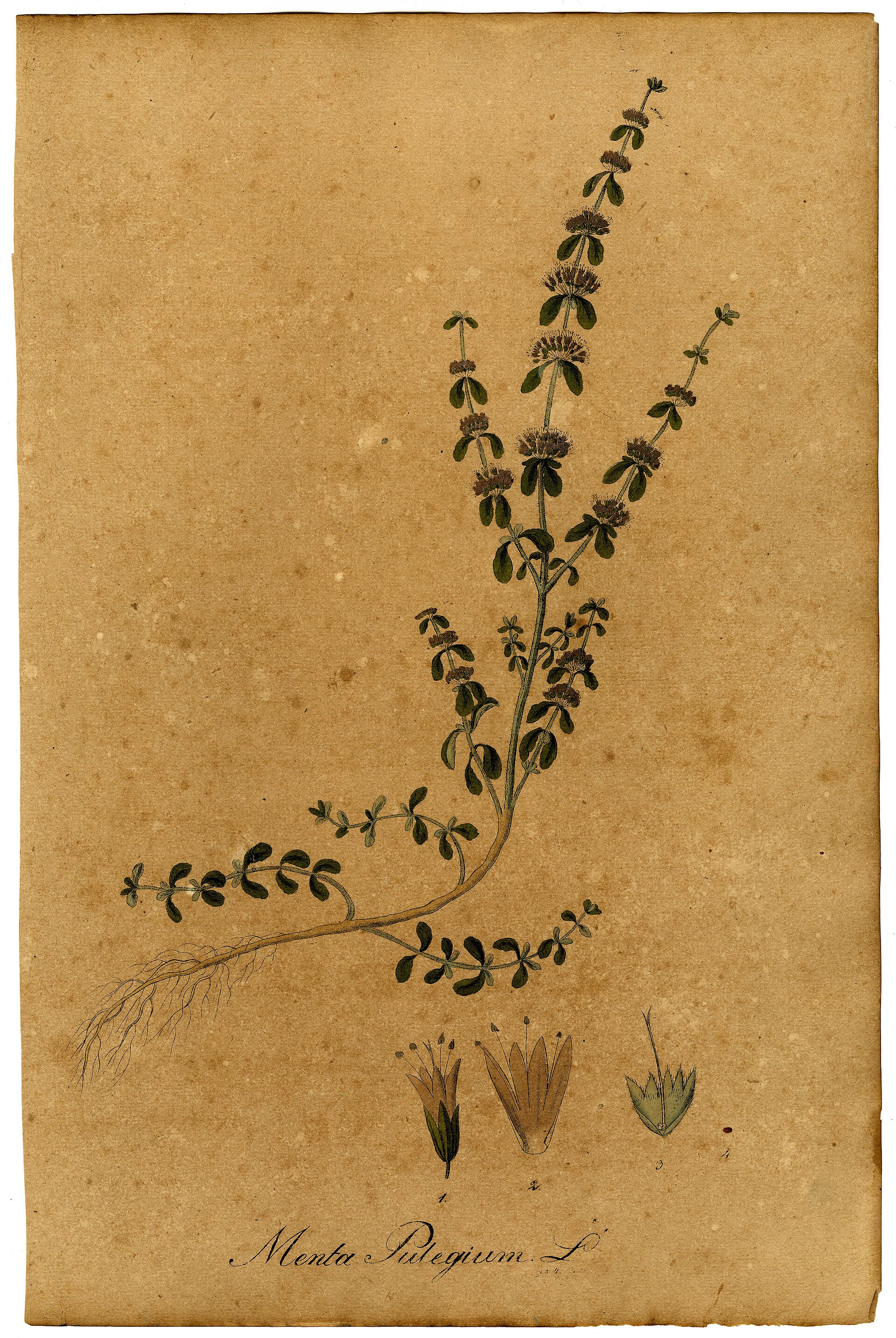 پونه (Pennyroyal) — Mentha pulegium