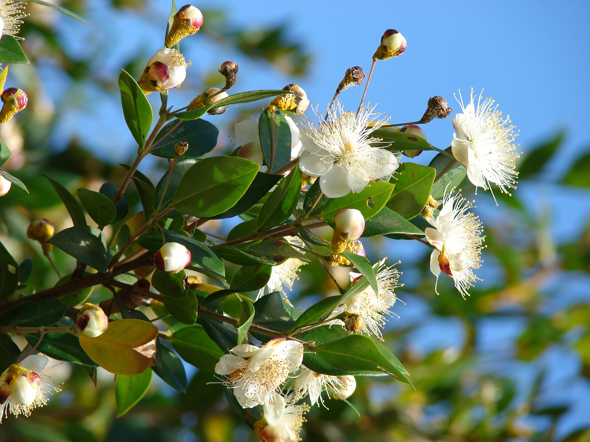 مورد (Myrtle) — Myrtus communis
