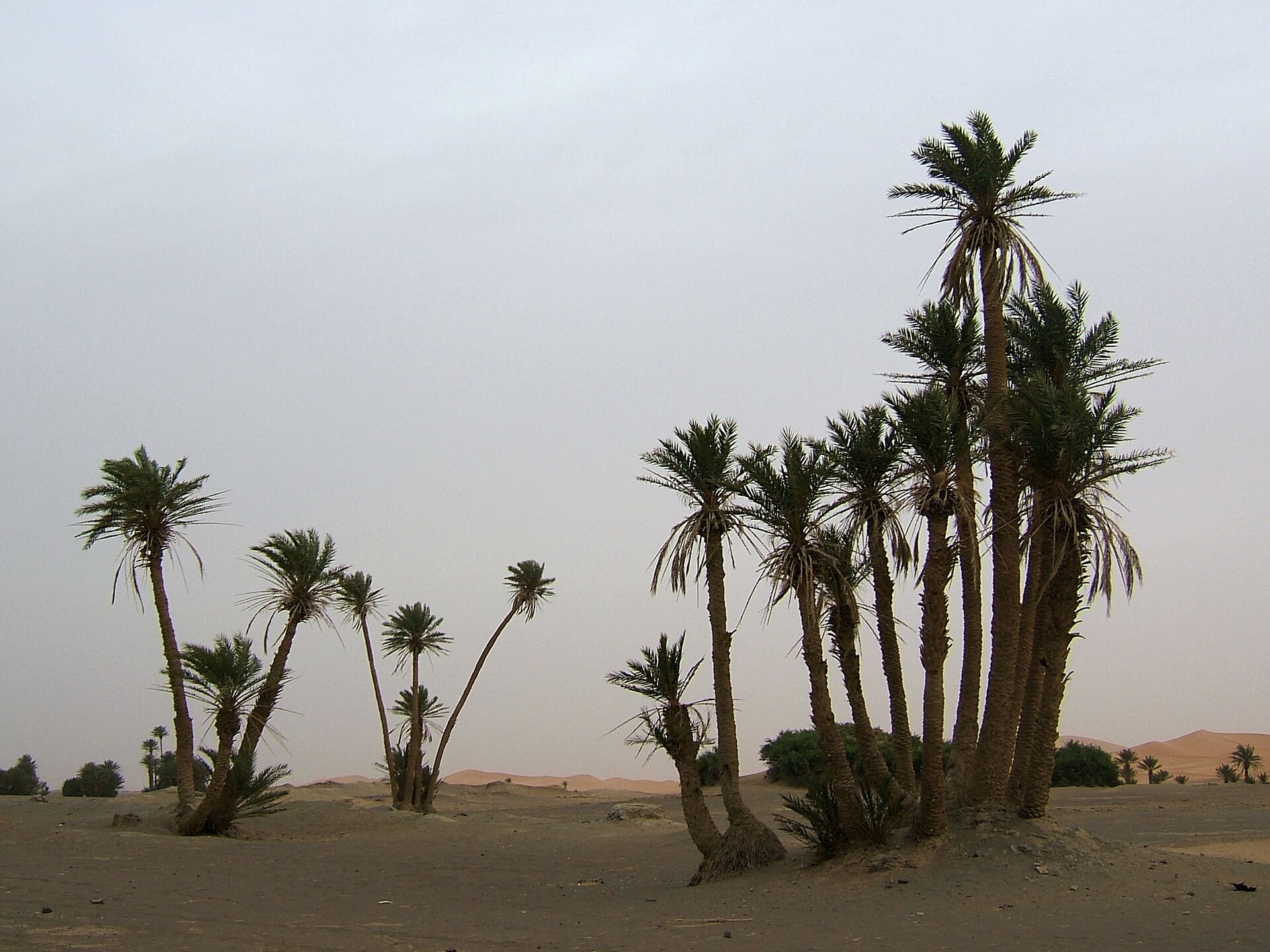 طارونه (Date palm spadix) — Phoenix dactylifera