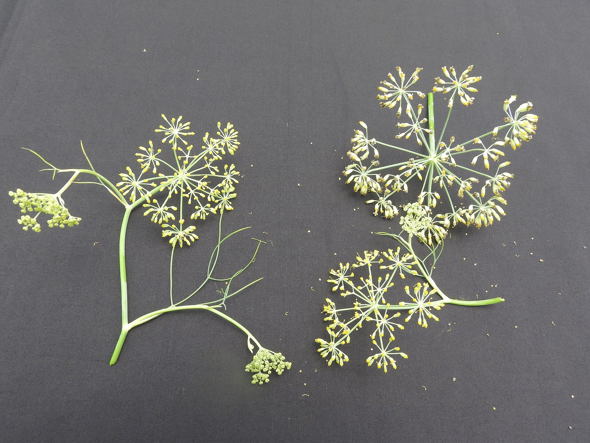 انیسون (Anise) — Pimpinella anisum