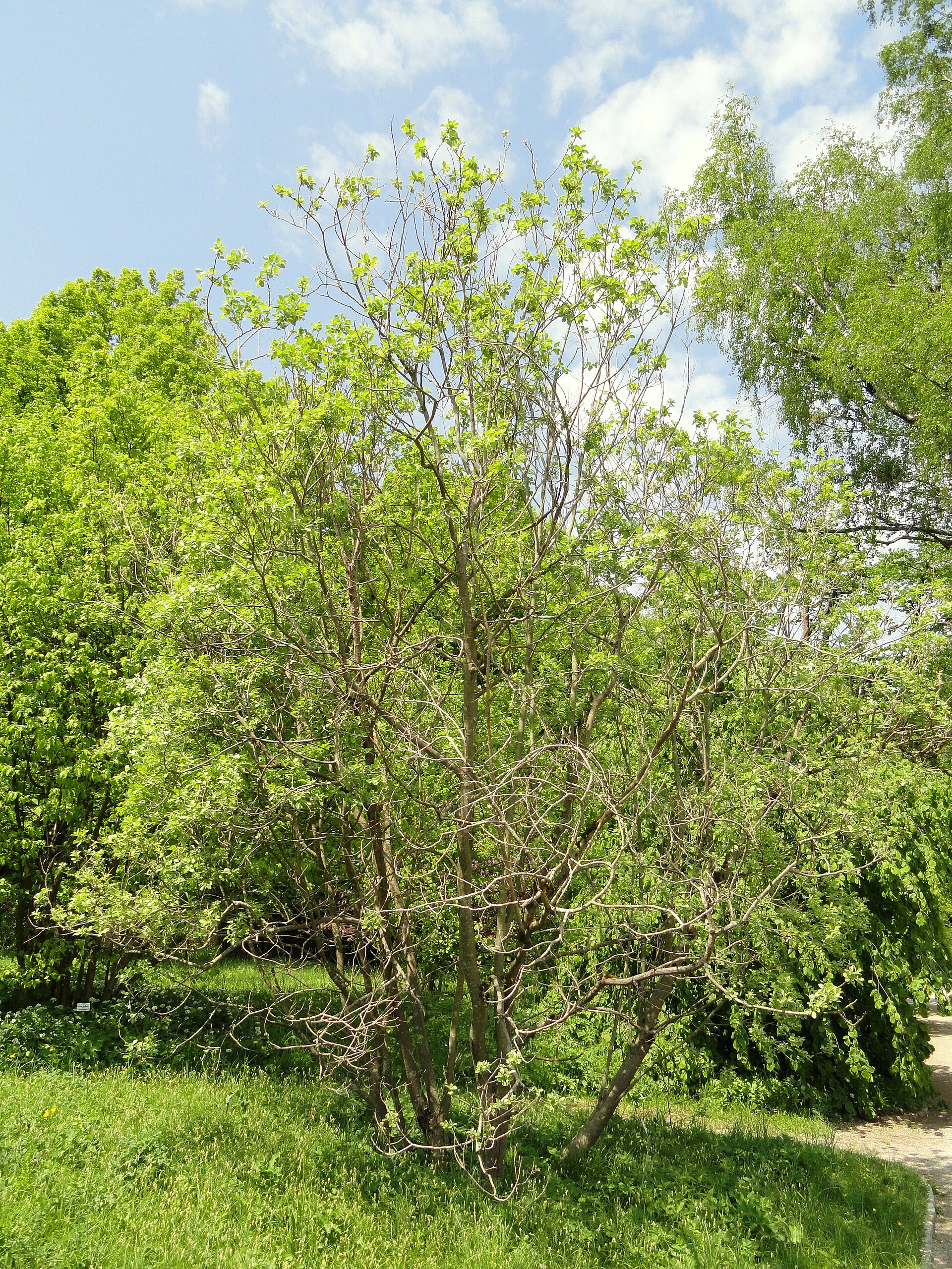 بیدمشک (Musk willow) — Salix aegyptiaca