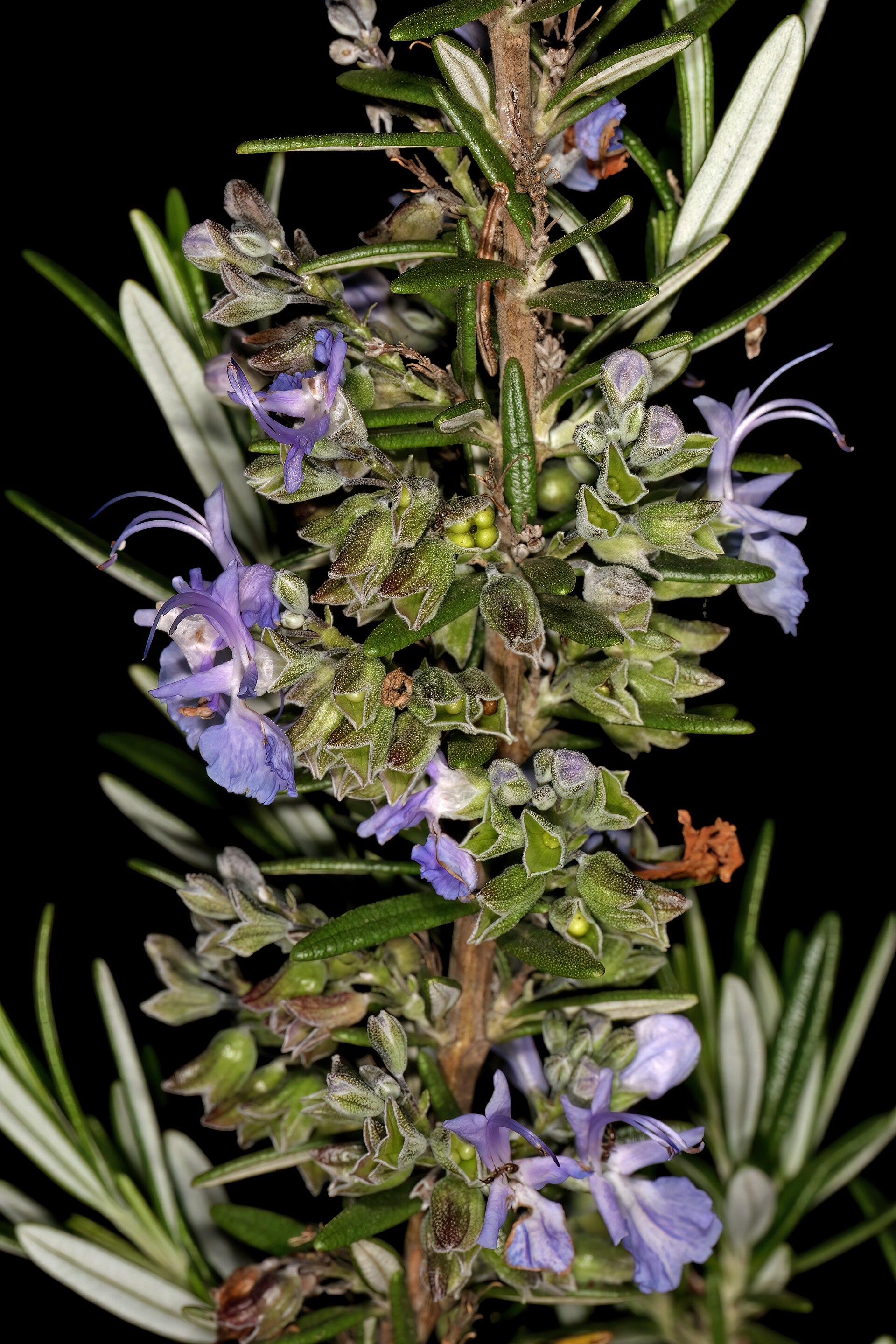 رزماری (Rosemary) — Salvia rosmarinus