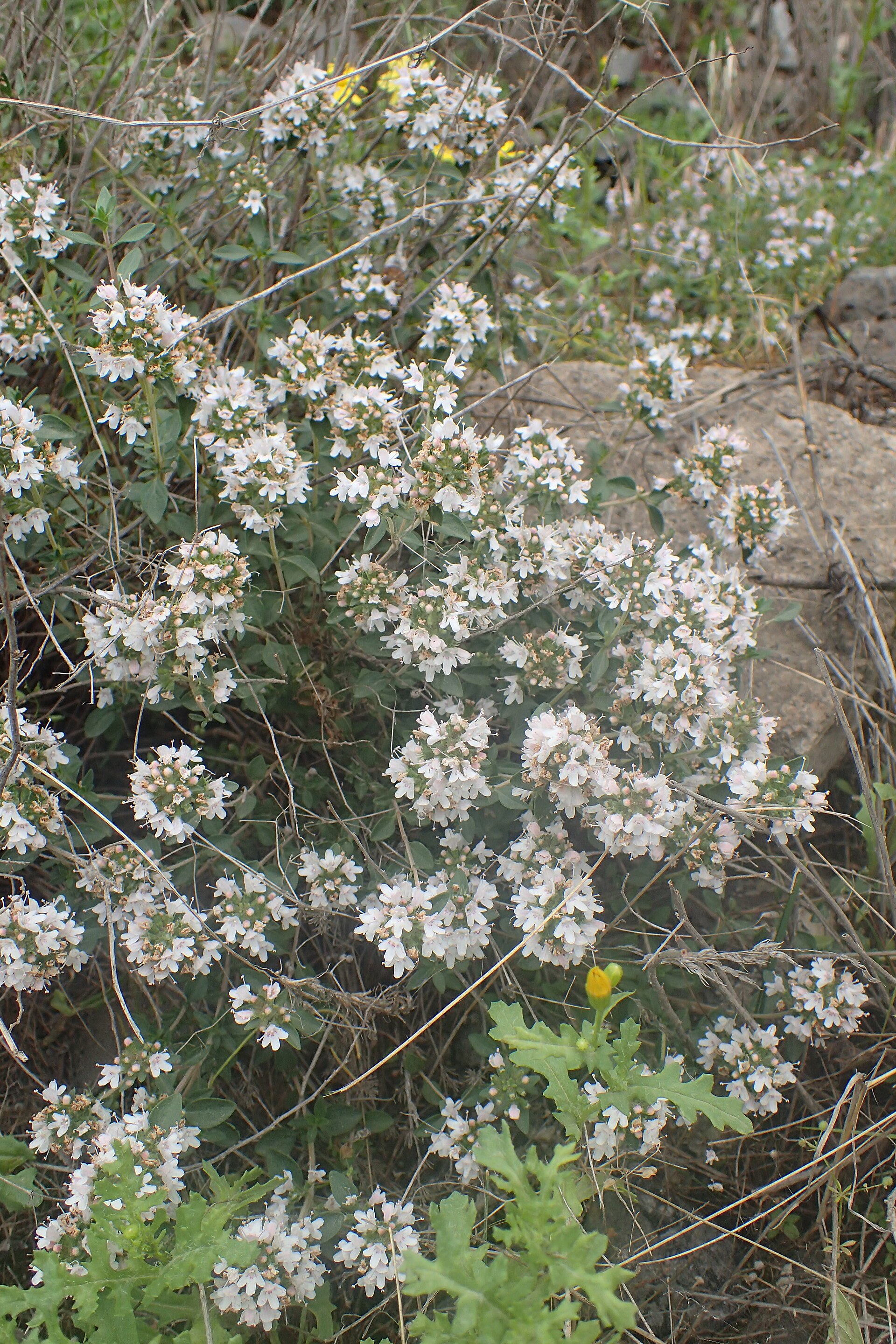 آویشن کوهی (Mountain thyme) — Thymus kotschyanus