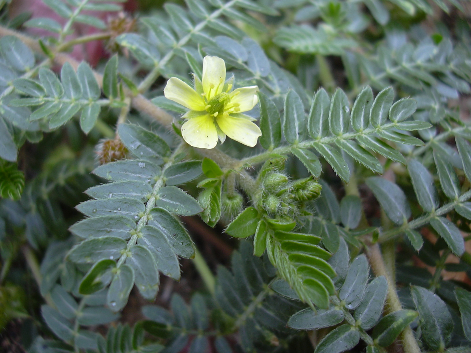 خارخاسک (Puncture vine) — Tribulus terrestris