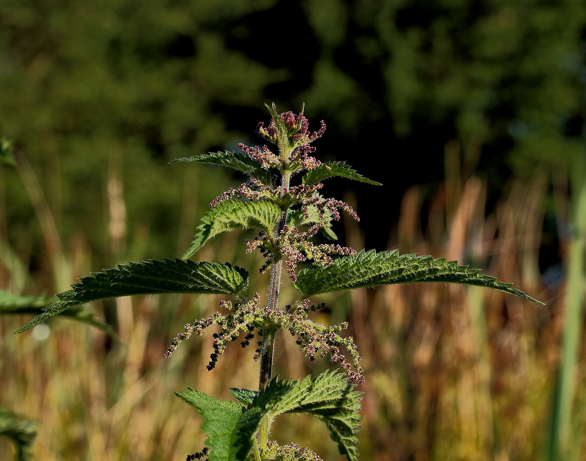 گزنه (Stinging nettle) — Urtica dioica