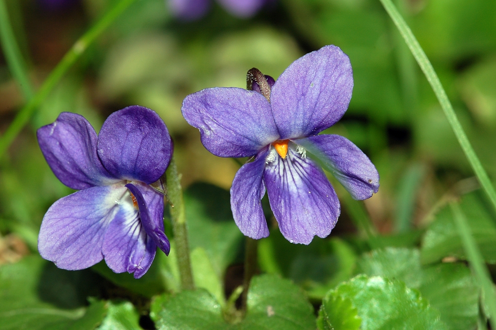 بنفشه (Sweet violet) — Viola odorata
